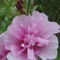 X Alcathea 'Parkrondell' fleur